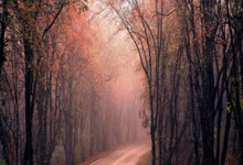 奥兰多魔术训练开放日，今晨回应争议引欢呼，全明星赛在即，资深球员宣示担当的简单介绍